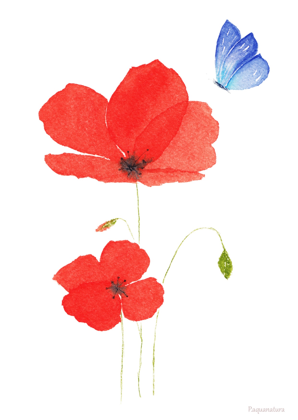 Carte postale aquarelle – Coquelicots & Papillon 2 Carte postale aquarelle – Coquelicots & Papillon – Image 2