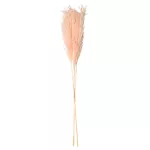 pampa herbe rose decoration fete interieur mariage lausanne monthey jpg c0079d13